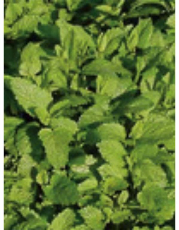 Citronska melisa eko seme