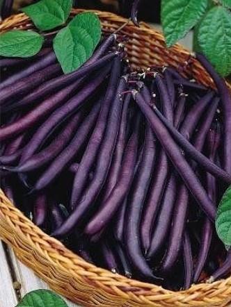 Fižol purple queen eko seme
