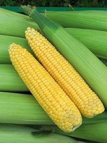 Koruza sladka golden bantam eko seme