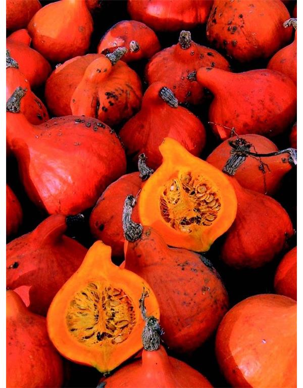 Buča hokaido eko seme hokkaido orange
