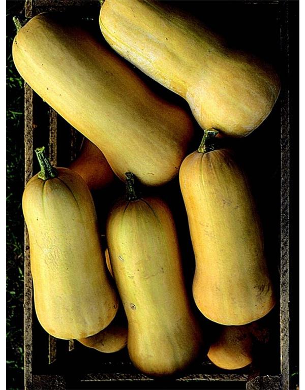 Buča maslena butternut eko seme