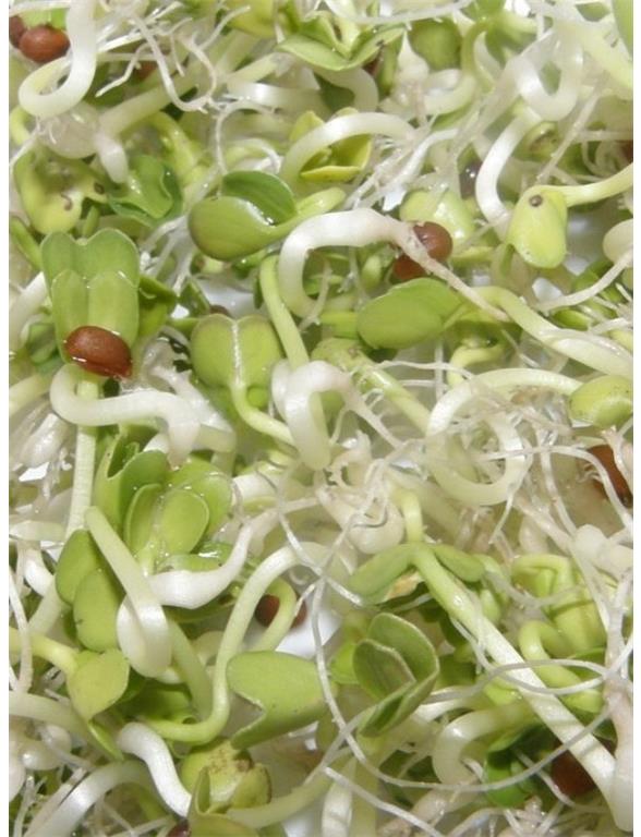 Redkev daikon eko za kaljenje