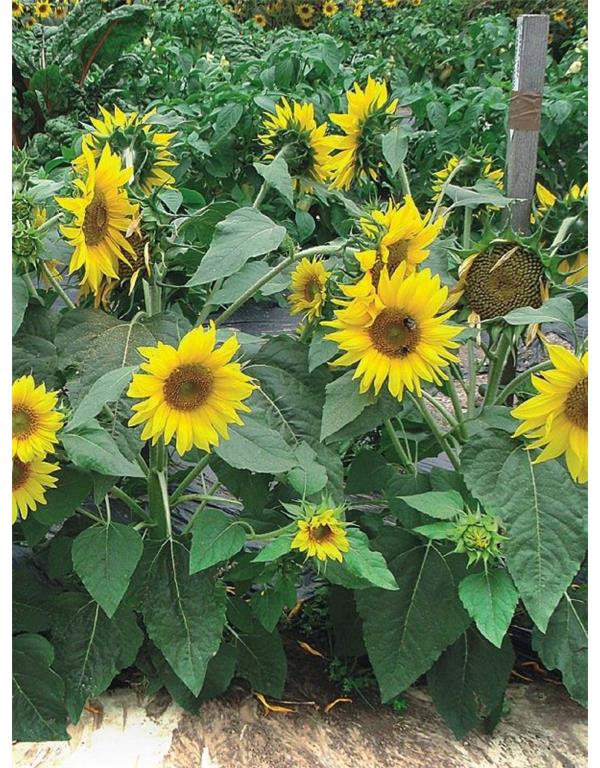 Sončnica rumena eko seme helianthus