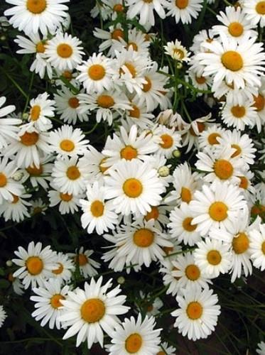 Ivanjšcica eko seme chrysanthemum leucan