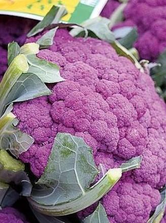 Cvetača di sicilia violetto eko seme