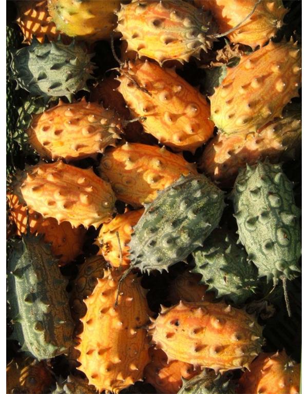 Kiwano eko seme