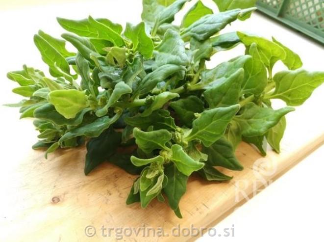 Novozelandska špinaca