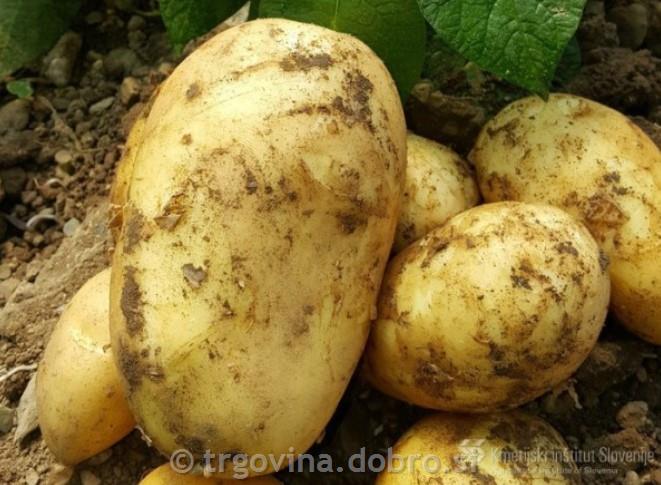 Krompir eko semenski kis kokra 3kg
