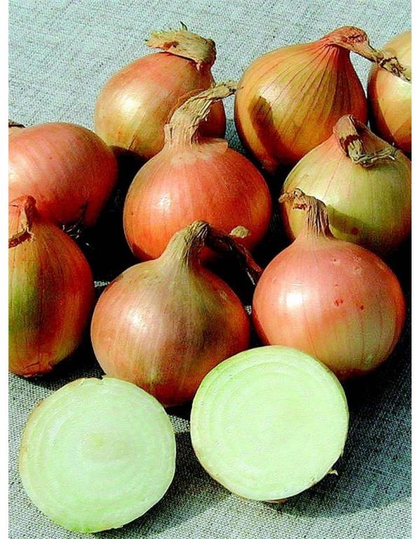 Čebulček sturon eko 250g
