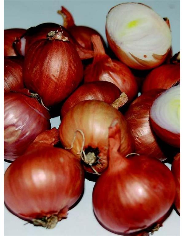 Šalotka red sun eko 250g