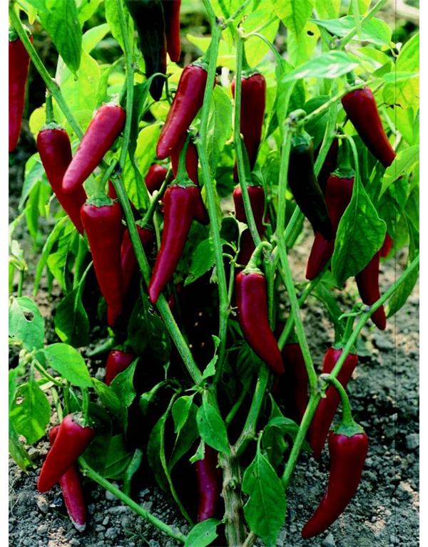 Čili de cayenne eko seme