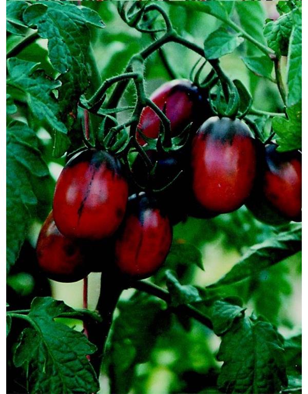 Paradižnik black plum eko seme