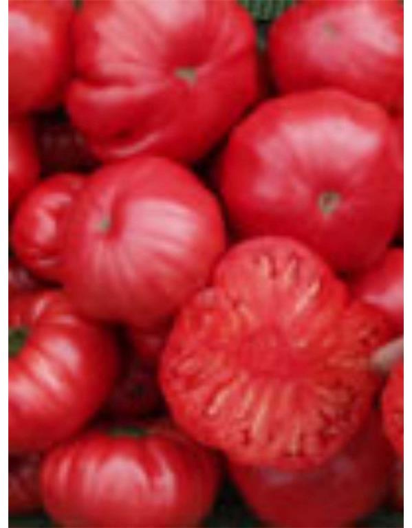 Paradižnik rosa eko seme