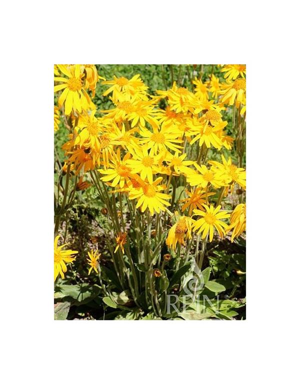 Arnika eko seme arnica montana