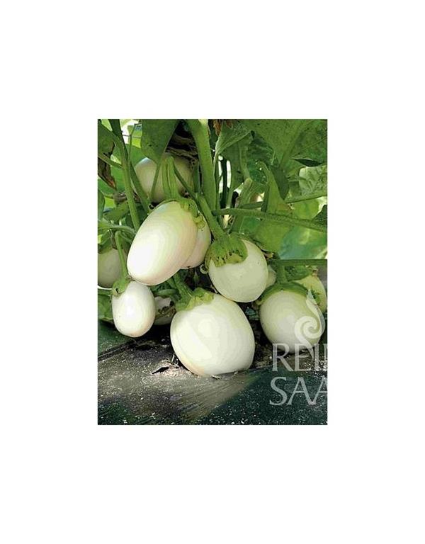 Malancani blanche ronde a oeuf eko seme