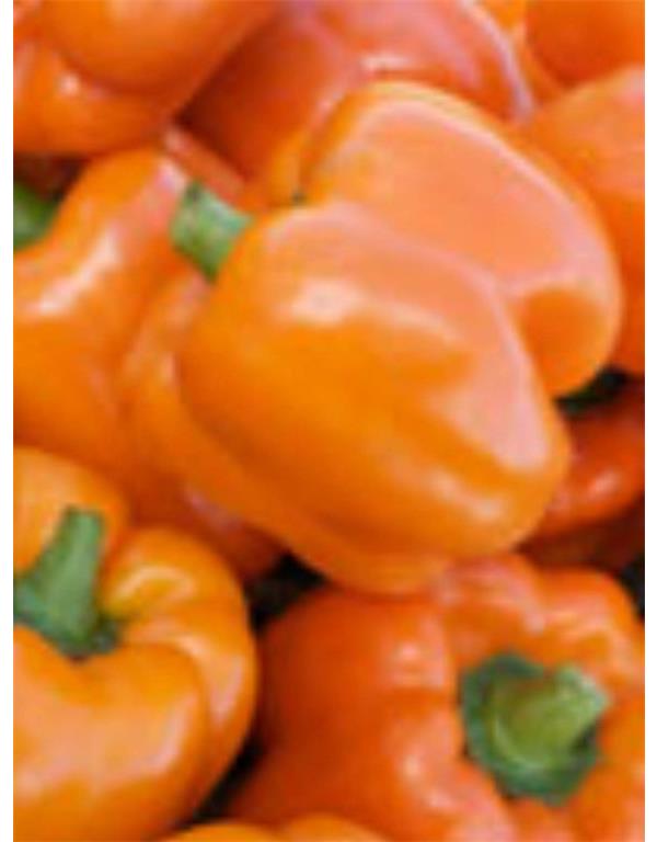 Paprika cubo orange eko seme