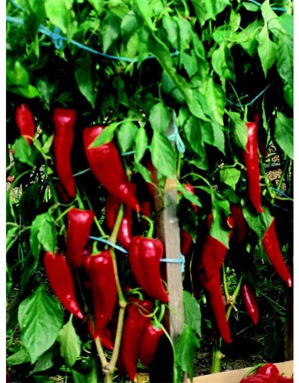 Paprika korosko eko seme