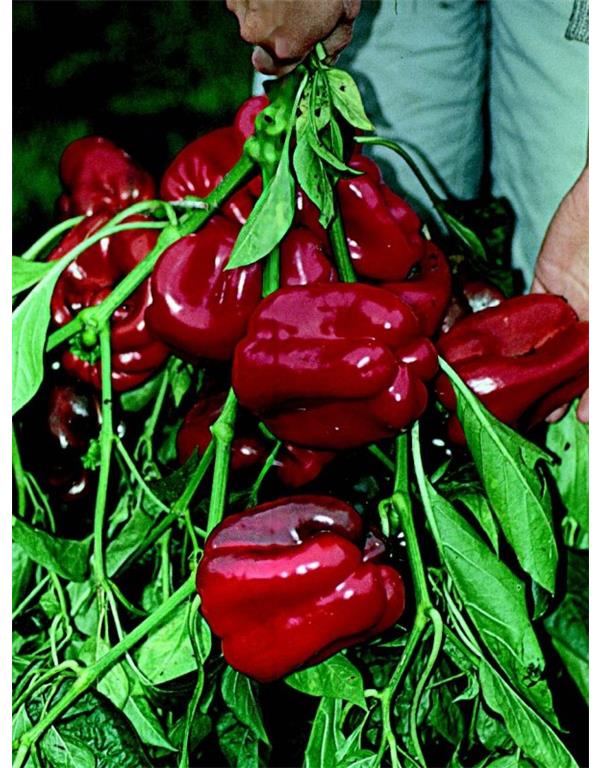 Paprika quadrato dasti rosso eko seme
