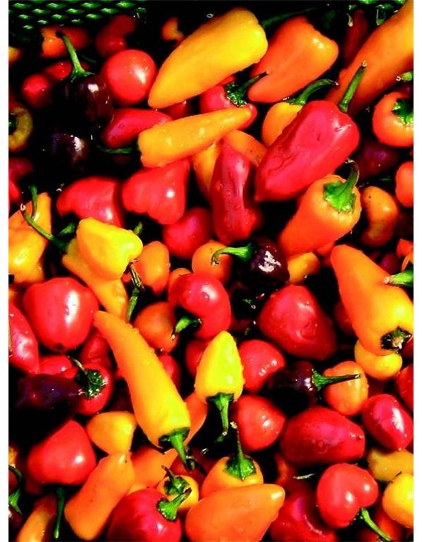 Čili chili mix eko seme