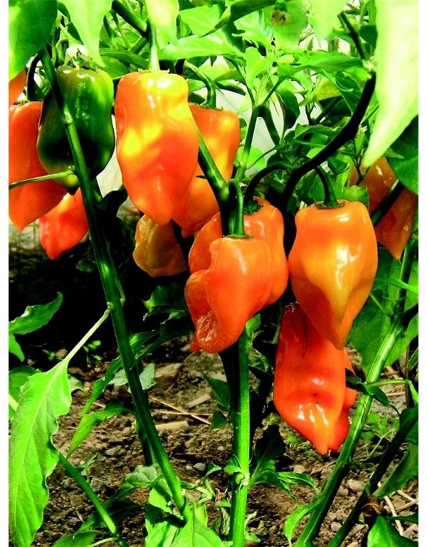 Čili habanero oranžni eko seme