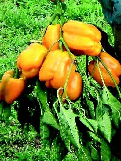 Paprika quadrato dasti giallo eko seme