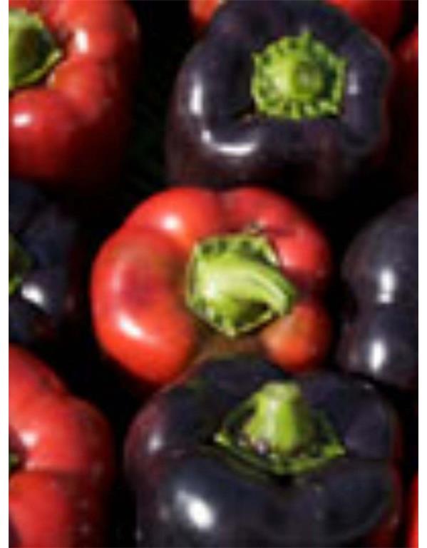 Paprika violetta eko seme