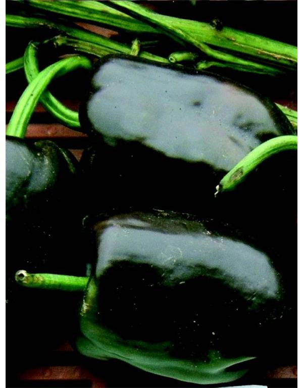 Paprika sweet chocolate eko seme