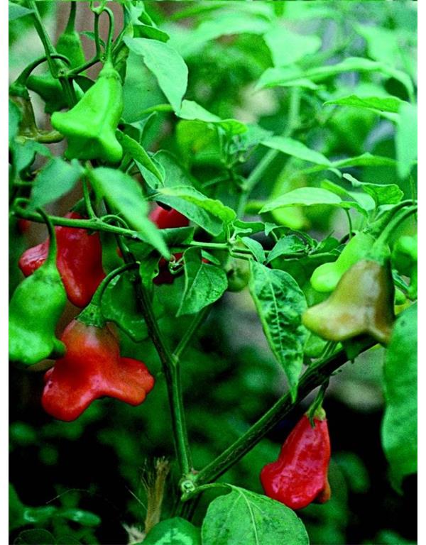 Paprika glockenpaprika eko seme