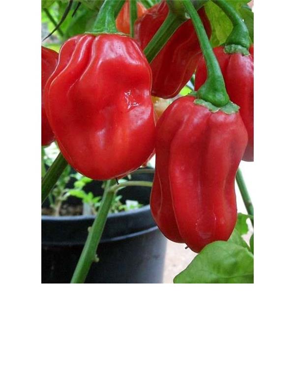 Čili rdeči habanero eko seme