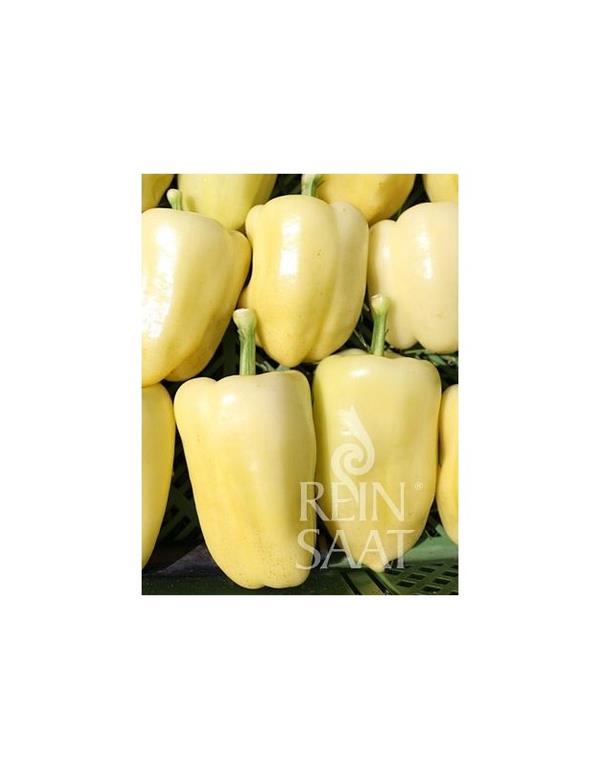 Paprika albaregia eko seme