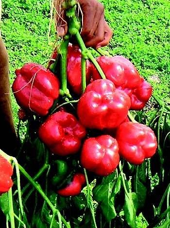 Paprika kalifornijsko čudo eko seme