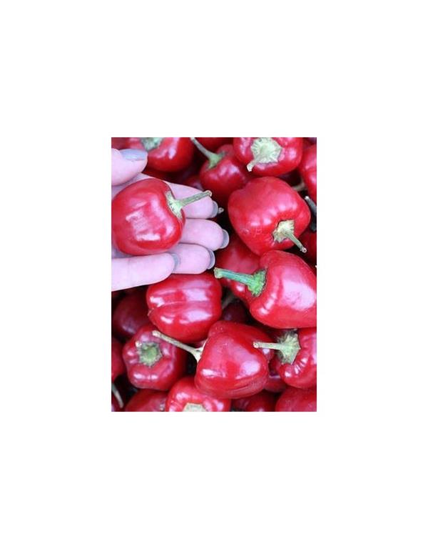 Paprika merino eko seme